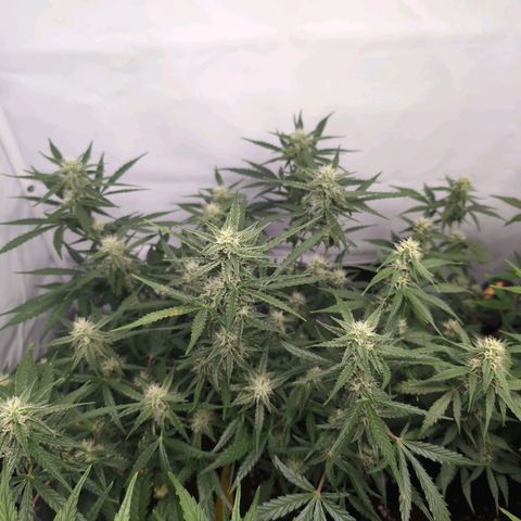 Blueberry Zkittlez Automatic growlog timeline photo