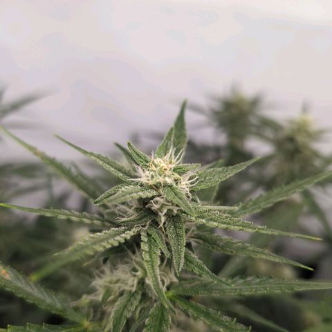 Blueberry Zkittlez Automatic growlog timeline photo