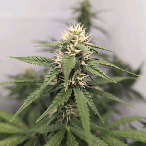 Blueberry Zkittlez Automatic growlog timeline photo