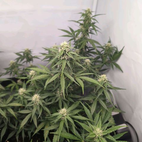 Blueberry Zkittlez Automatic growlog timeline photo