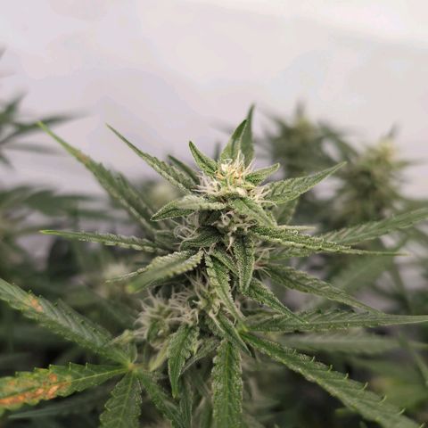 Blueberry Zkittlez Automatic growlog timeline photo