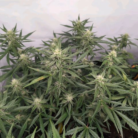 Blueberry Zkittlez Automatic growlog timeline photo