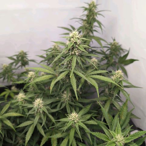 Blueberry Zkittlez Automatic growlog timeline photo
