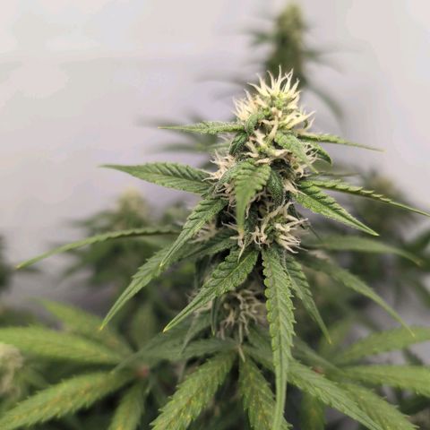 Blueberry Zkittlez Automatic growlog timeline photo
