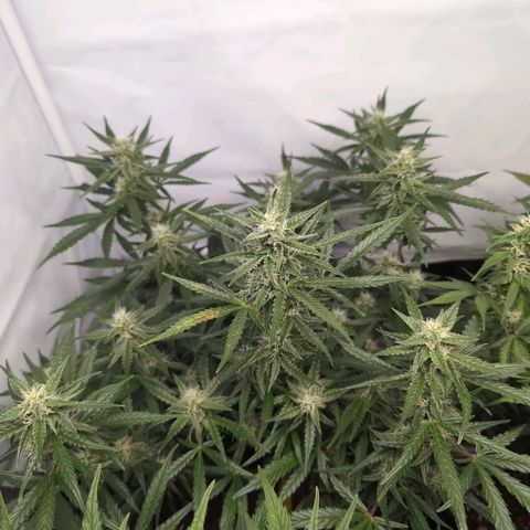 Blueberry Zkittlez Automatic growlog timeline photo