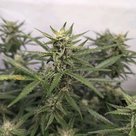 Blueberry Zkittlez Automatic growlog timeline photo