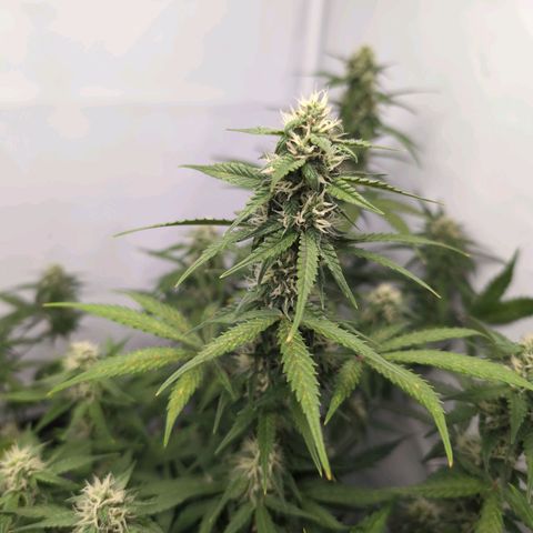 Blueberry Zkittlez Automatic growlog timeline photo