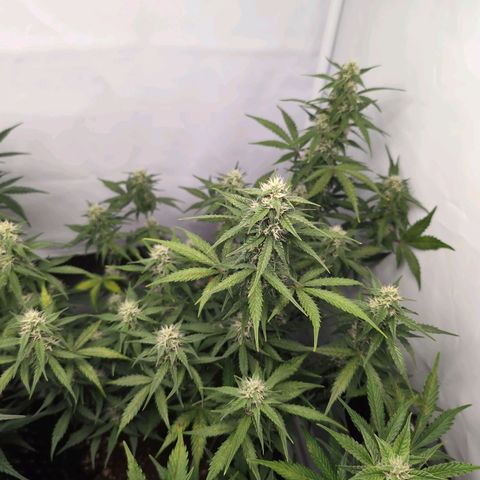 Blueberry Zkittlez Automatic growlog timeline photo