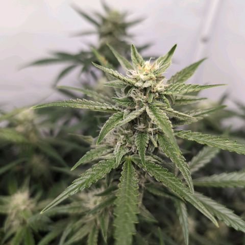 Blueberry Zkittlez Automatic growlog timeline photo