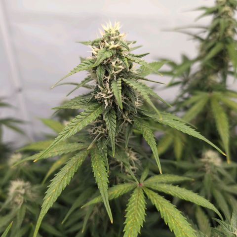 Blueberry Zkittlez Automatic growlog timeline photo