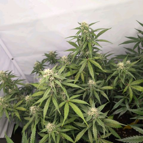 Blueberry Zkittlez Automatic growlog timeline photo
