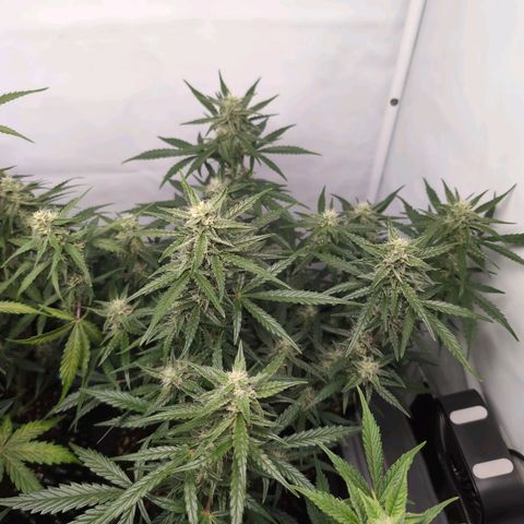 Blueberry Zkittlez Automatic growlog timeline photo