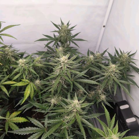 Blueberry Zkittlez Automatic growlog timeline photo