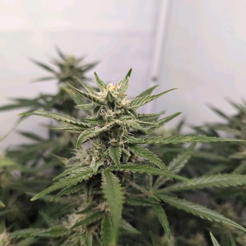 Blueberry Zkittlez Automatic growlog timeline photo