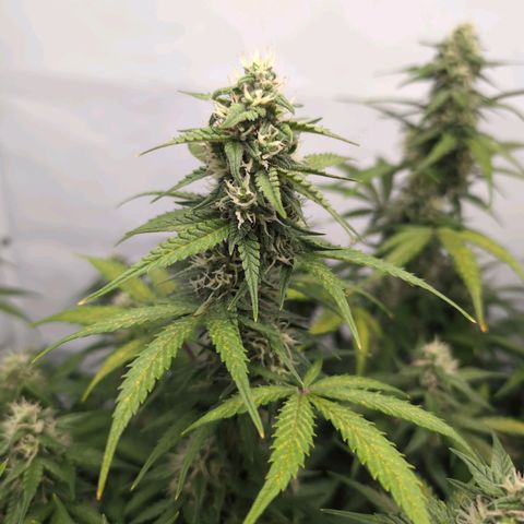 Blueberry Zkittlez Automatic growlog timeline photo