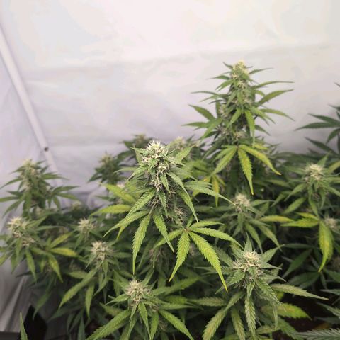 Blueberry Zkittlez Automatic growlog timeline photo