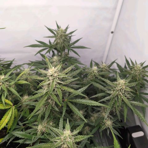 Blueberry Zkittlez Automatic growlog timeline photo