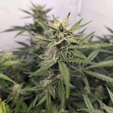 Blueberry Zkittlez Automatic growlog timeline photo