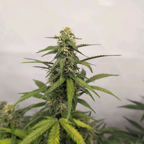 Blueberry Zkittlez Automatic growlog timeline photo