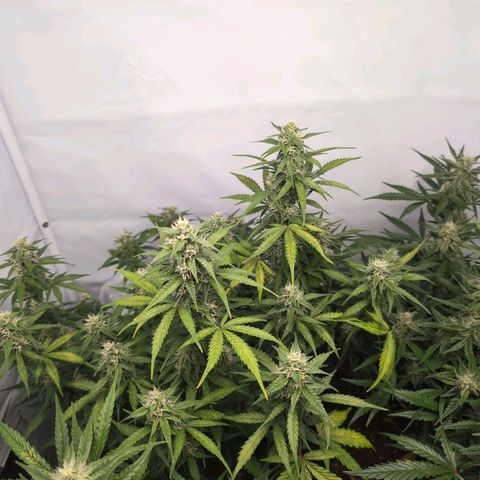 Blueberry Zkittlez Automatic growlog timeline photo