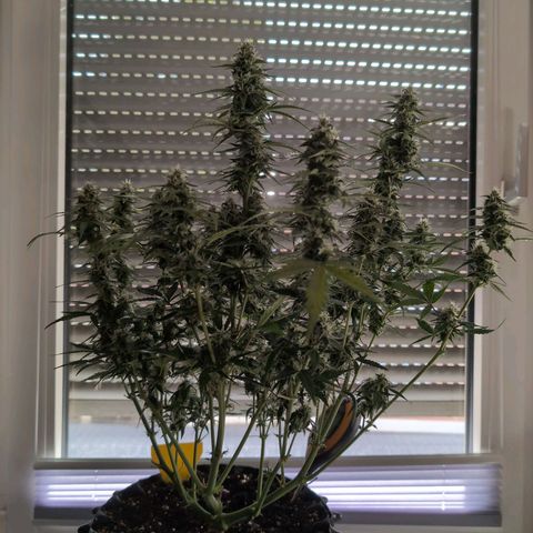 Blueberry Zkittlez Automatic growlog timeline photo