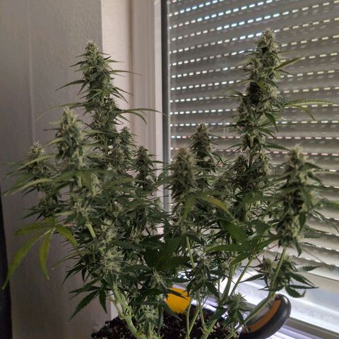 Blueberry Zkittlez Automatic growlog timeline photo