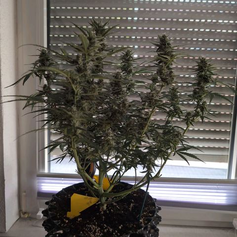 Blueberry Zkittlez Automatic growlog timeline photo