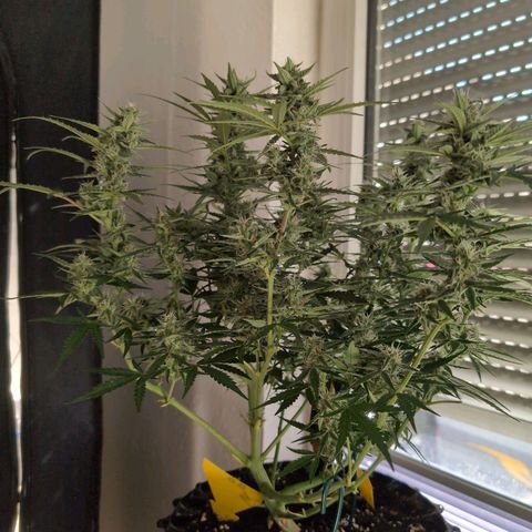 Blueberry Zkittlez Automatic growlog timeline photo