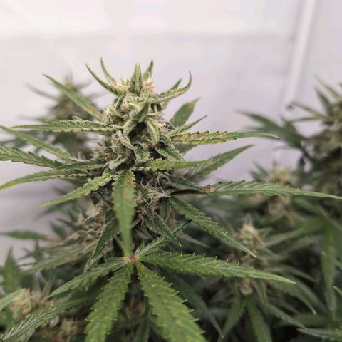 Blueberry Zkittlez Automatic growlog timeline photo