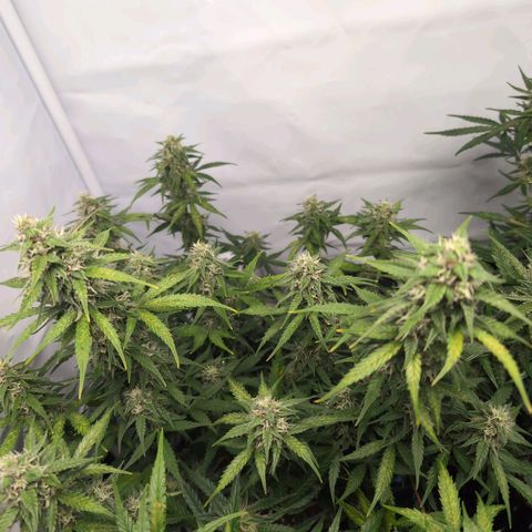 Blueberry Zkittlez Automatic growlog timeline photo