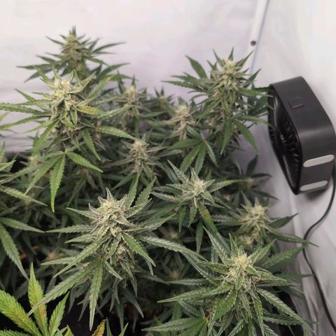 Blueberry Zkittlez Automatic growlog timeline photo