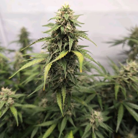 Blueberry Zkittlez Automatic growlog timeline photo