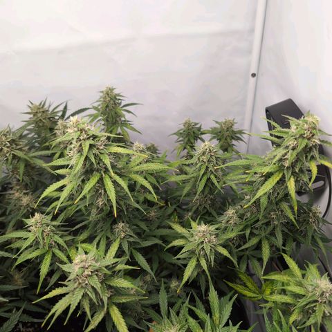Blueberry Zkittlez Automatic growlog timeline photo