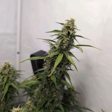 Blueberry Zkittlez Automatic growlog timeline photo
