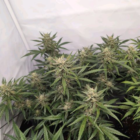 Blueberry Zkittlez Automatic growlog timeline photo