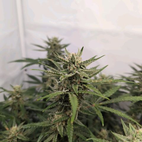 Blueberry Zkittlez Automatic growlog timeline photo