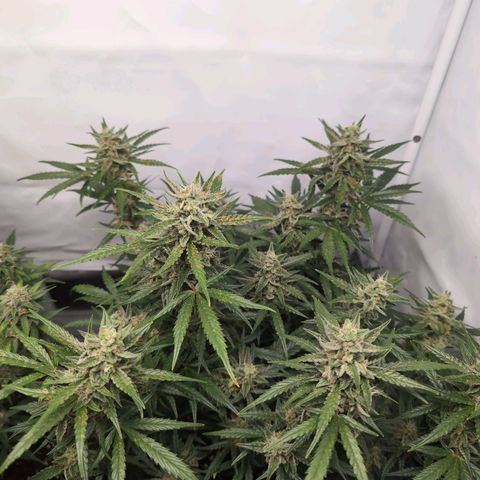 Blueberry Zkittlez Automatic growlog timeline photo