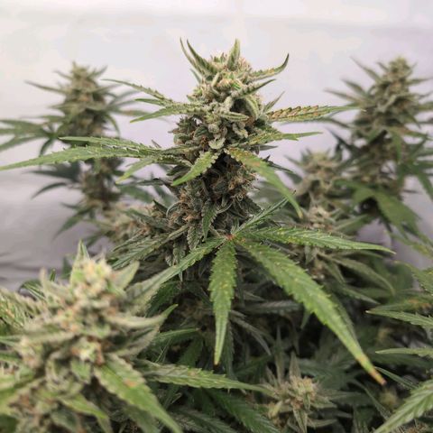 Blueberry Zkittlez Automatic growlog timeline photo