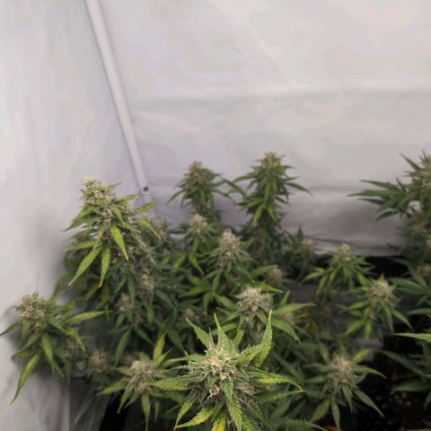 Blueberry Zkittlez Automatic growlog timeline photo