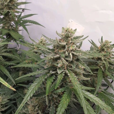 Blueberry Zkittlez Automatic growlog timeline photo