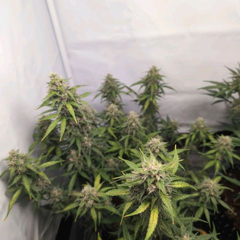 Blueberry Zkittlez Automatic growlog timeline photo