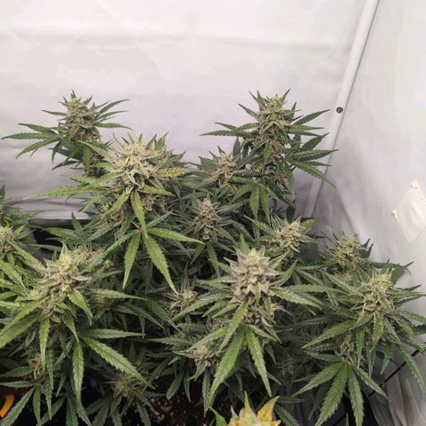 Blueberry Zkittlez Automatic growlog timeline photo