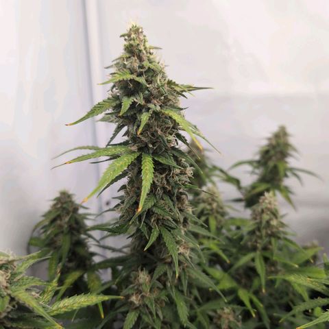 Blueberry Zkittlez Automatic growlog timeline photo