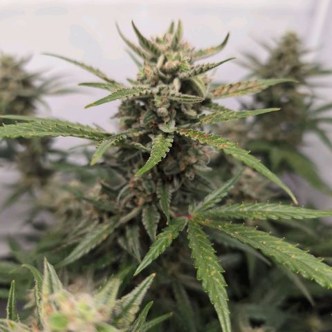Blueberry Zkittlez Automatic growlog timeline photo