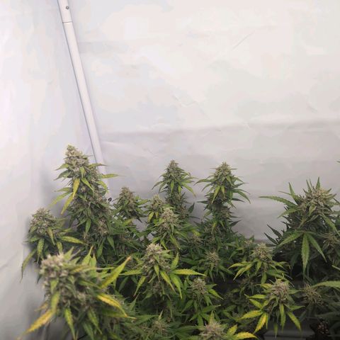 Blueberry Zkittlez Automatic growlog timeline photo