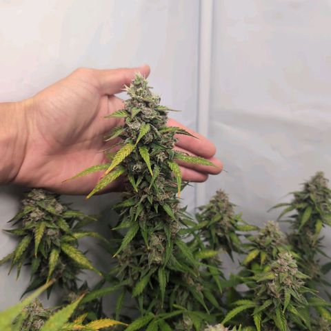 Blueberry Zkittlez Automatic growlog timeline photo
