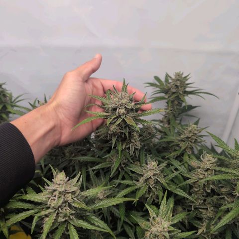 Blueberry Zkittlez Automatic growlog timeline photo