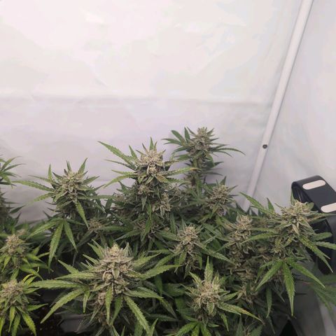 Blueberry Zkittlez Automatic growlog timeline photo