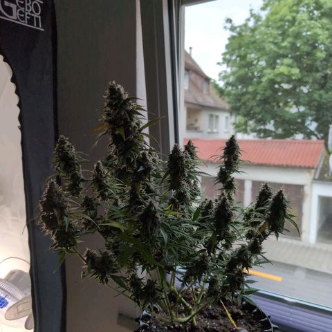 Blueberry Zkittlez Automatic growlog timeline photo