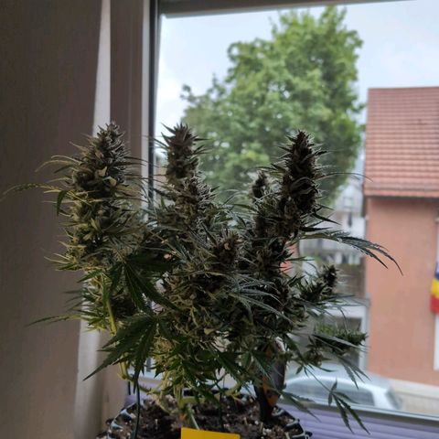 Blueberry Zkittlez Automatic growlog timeline photo